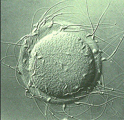 ovum