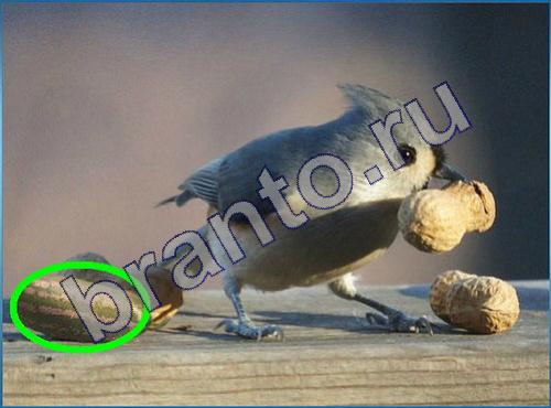 ответы на игру Что-то тут не так Уровень 95