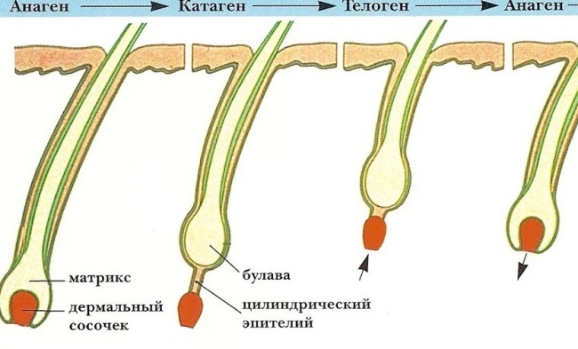 Рост ресниц