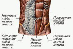 Анатомическое строение пресса