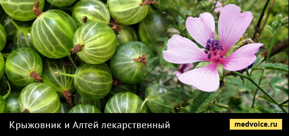 Крыжовник, алтей от гастрита с пониженной кислотностью