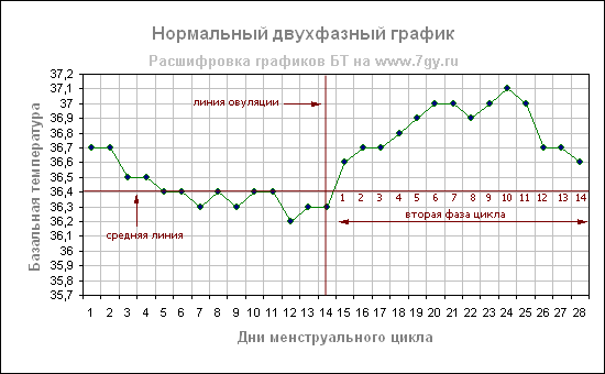 Нормальный двухфазный цикл по графику базальной температуры