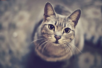 Сонник убить кота, к чему снится убить кота во сне 
