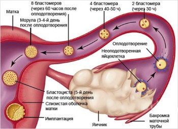 Как происходит имплантация эмбриона.
