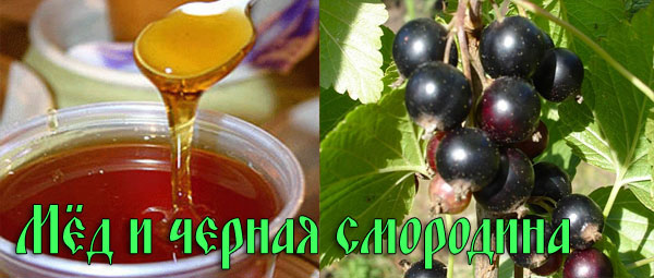 Мед и черная смородина