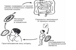 Схема заражения энтеробиозом
