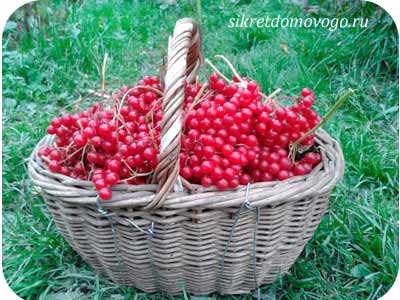 лечебные свойства калины