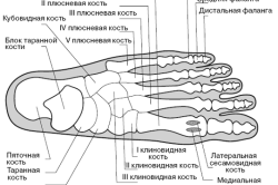 Строение стопы