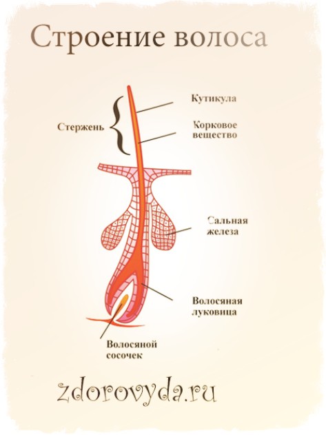 сильно выпадают волосы