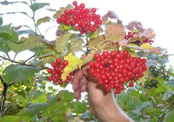 сбор калины
