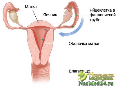 Определение маточного кровотечения 