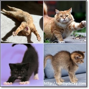 кошки потягиваются
