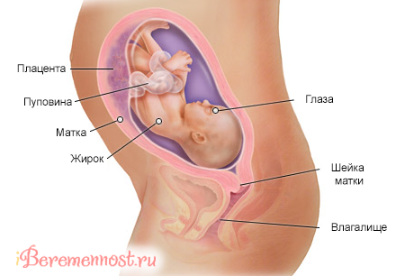 Плод на 28 неделе