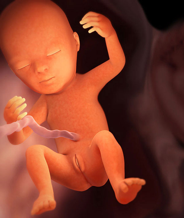 baby_week_18