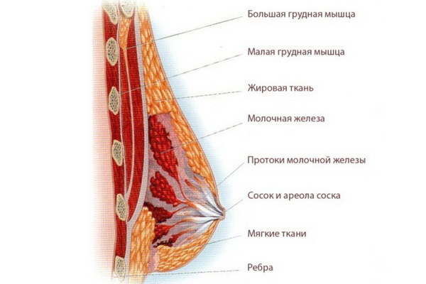 почему болит грудь