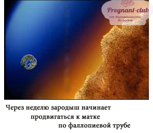 Продвижение зародыша к матке