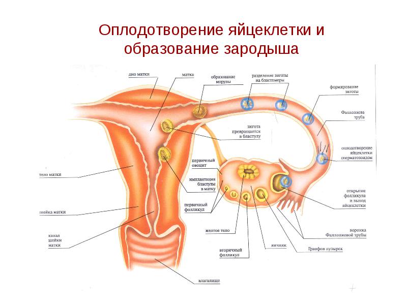 Оплодотворение и образование зародыша