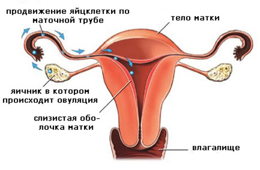 События и изменения на 2 неделе