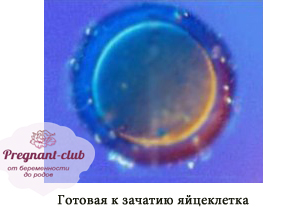 Яйцеклетка
