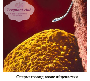 Скоро произойдет оплодотворение