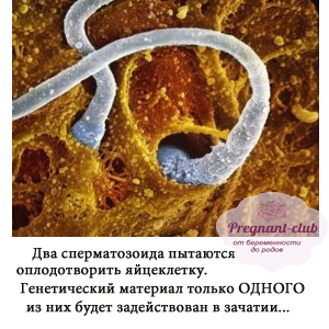 Отцовские сперматозоиды внедряются в яйцеклетку