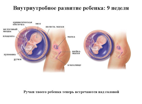 Ребенок на девятой недели