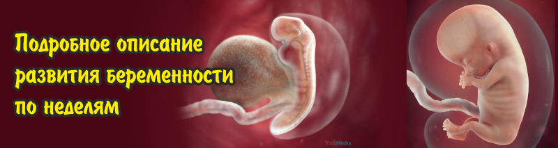 подробное описание беременности по неделям