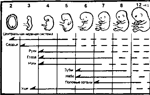 развитие плода