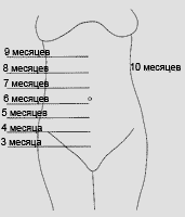 ВСД матки по месяцам