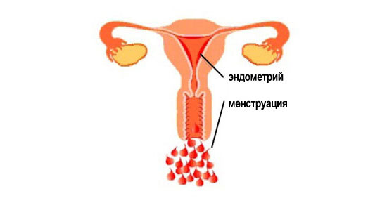 Менструация