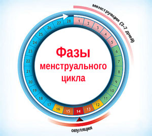 Фазы менструального цикла
