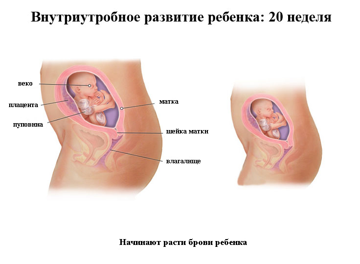 внутриутробное развитие плода на 20 неделе