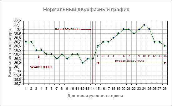 Базальная температура перед, при и после овуляции