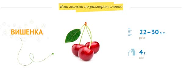 плод-размером-с-вишенку