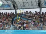 dolphinarium