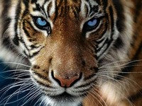 k-chemu-snitsya-tigr